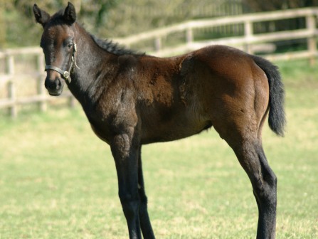 Likeable 2012 colt by Exceed and Excel